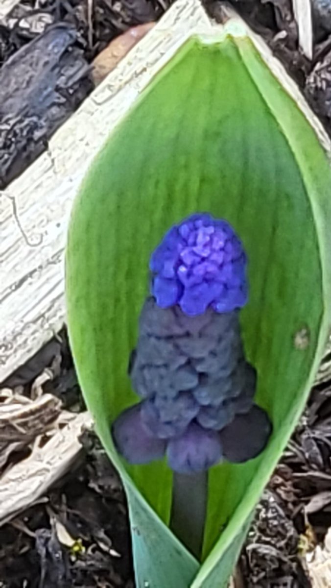 WICCA16989241's tweet photo. SAY you see it too? #Phalic #flowers #Monday #gardening #BlossomWatch #GardenersWorld #plants
#flowerphotography https://t.co/L06WaQQnfu