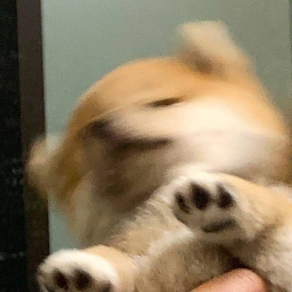 No Context Dogs ୧⍤⃝🐶 (@nocontextsdogs) on Twitter photo 