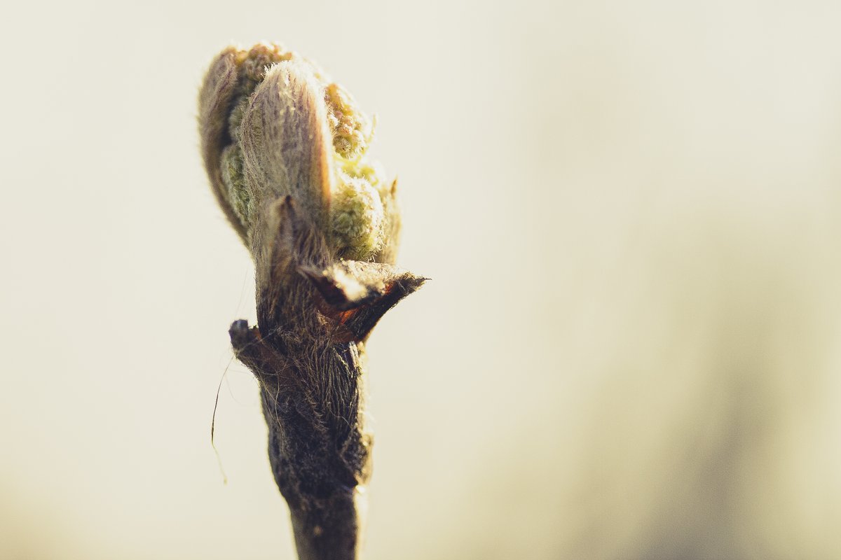 Wider Achievement Photography come up with more creative compositions to welcome Spring.