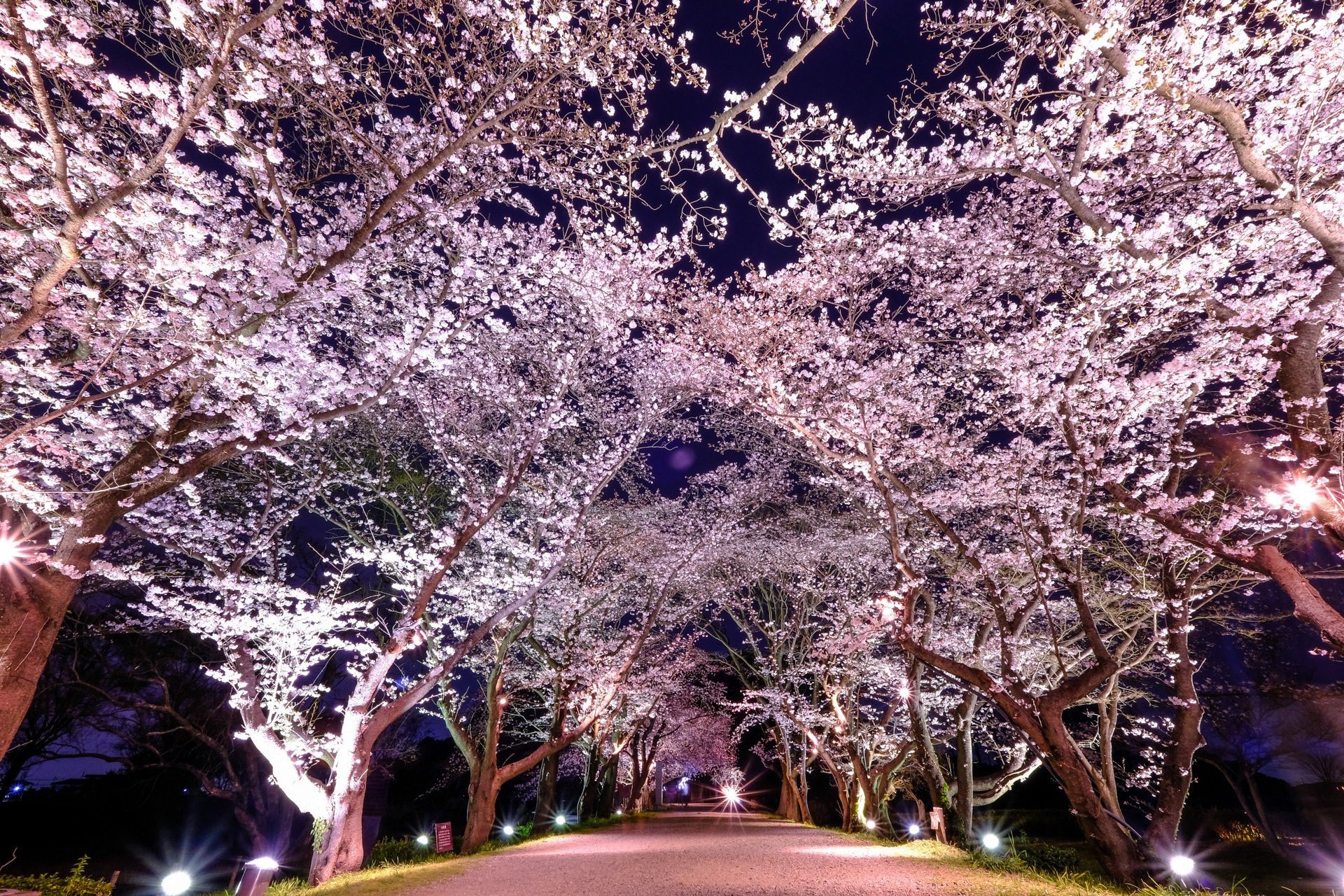 さきたま さきたま古墳公園 | 埼玉県 | 全国の花風景 | 「日本全国の花