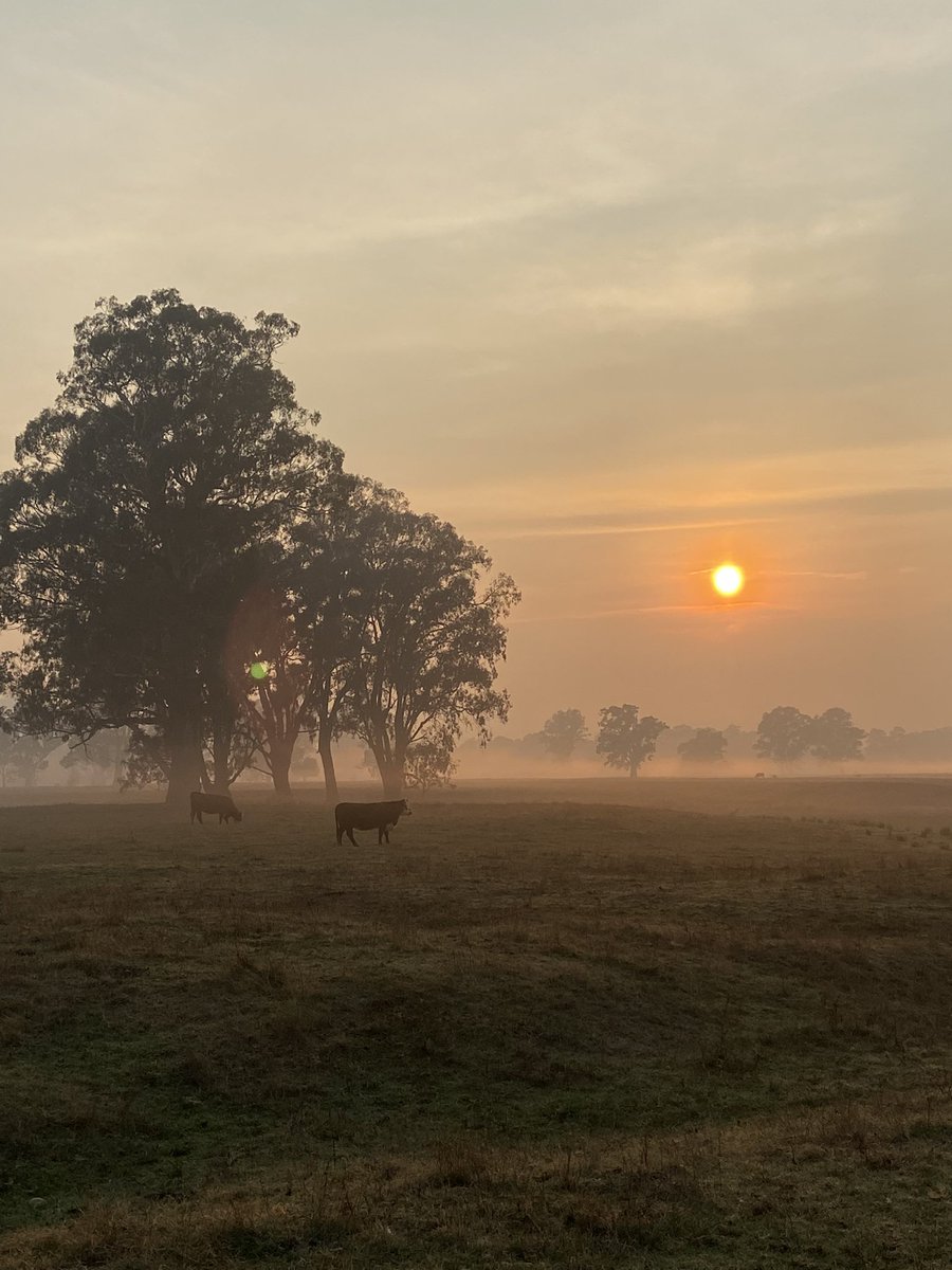 kelgil1's tweet photo. Smoggy morning on the #Goulburnriver flats. #plannedburn https://t.co/Qjxcb8iyo3