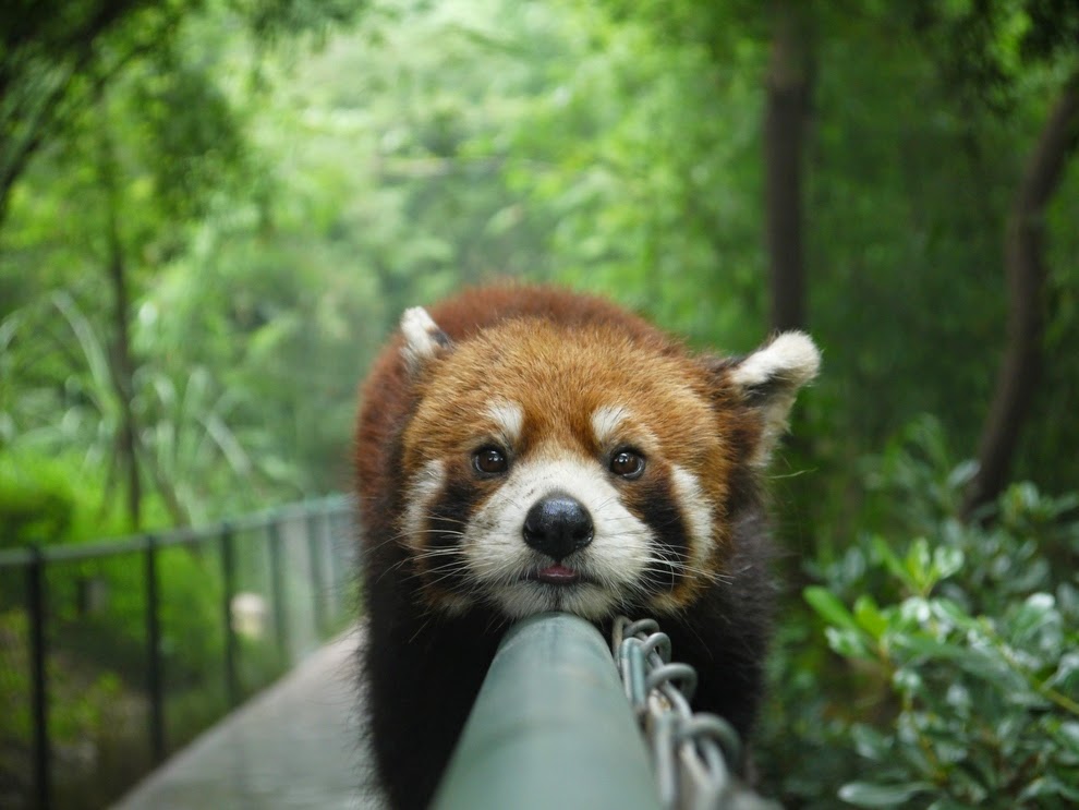 Pandas r