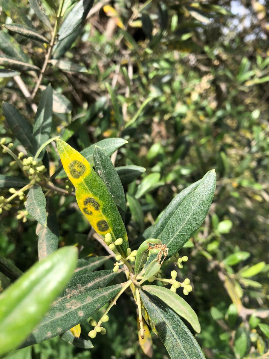 RAIF_noticias tweet media