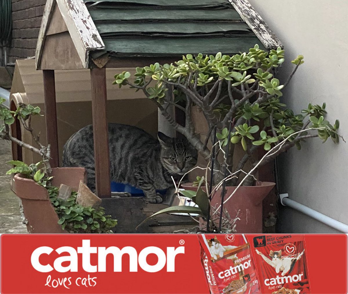 Our feral colonies LOVE Catmor!!!
Thank you <a href="/RCLFOODS/">RCL FOODS</a> and <a href="/domore_org/">The Do More Foundation</a> and Catmor for helping Furballs feed kitties in need 💜 #rclfood #catslovecatmor #catmor #domore