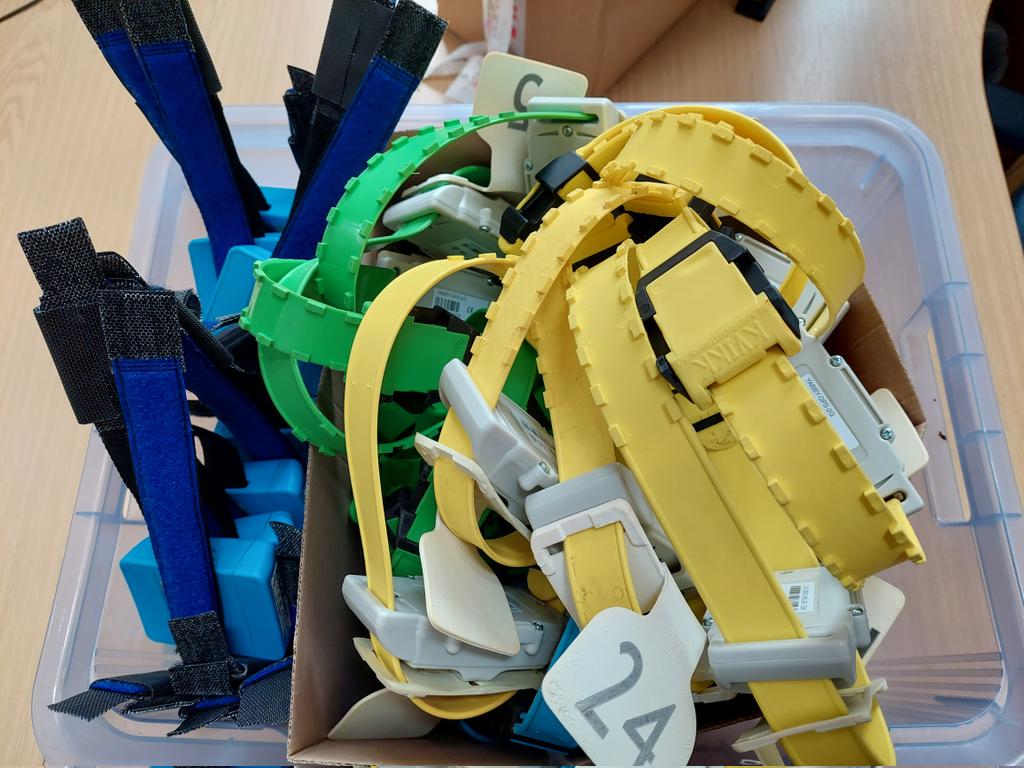 GrazyScientist's tweet image. @Nortrak_Ltd GPS and @Ice_Robotics pedometers ready to go onto some ewes @HarperAdamsUni to gain an insight into their post-lambing behaviour, and how this might be affected by pasture type and litter size. Interested to see what we&apos;ll find!