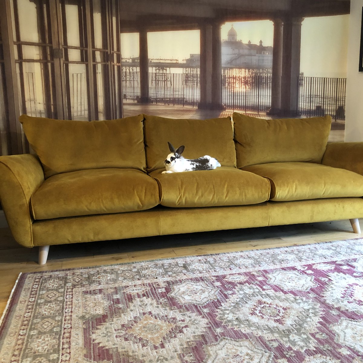 MelanieFrances's tweet photo. @Sathnam Luna, house rabbit, on my new gold velvet sofa.  I gave the couch a run over with a lint remover afterwards. https://t.co/2PZEvveq7g