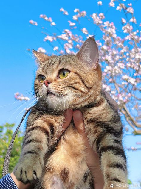 seokuva's tweet photo. happy cutie pie 🐈🌸 https://t.co/hBlFlbJ85q