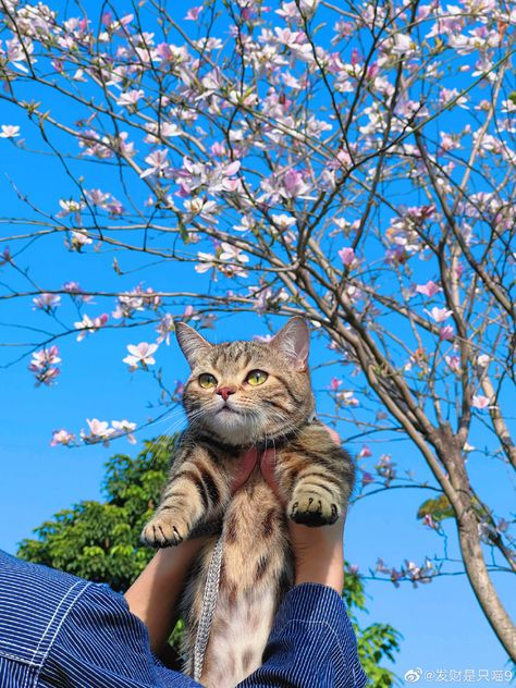 happy cutie pie 🐈🌸