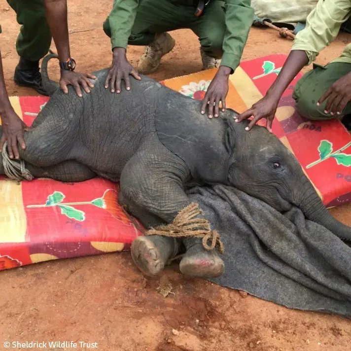 SheldrickTrust's tweet photo. Saving Mayan was a saga in every sense of the word, punctuated by great peaks and dire troughs: his story began at the bottom of a septic pit, which left him covered with sewage. A rescue ensued. Read what happened next: https://t.co/xlSudEgNdq https://t.co/K5KNilxDdq