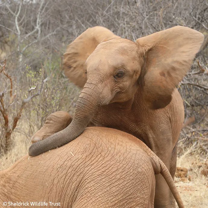 SheldrickTrust's tweet photo. Saving Mayan was a saga in every sense of the word, punctuated by great peaks and dire troughs: his story began at the bottom of a septic pit, which left him covered with sewage. A rescue ensued. Read what happened next: https://t.co/xlSudEgNdq https://t.co/K5KNilxDdq