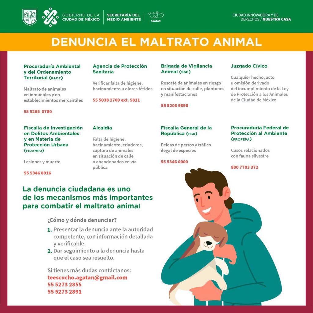 ChimalistacC's tweet photo. ⚠️ Atención, Vecinxs: en caso de encontrar #FAUNASIlVESTRE, llamen a la #BrigadaVigilanciaAnimal o directamente a @PROFEPA_Mx para que sea canalizada a una UMA para rehabilitación y reincorporación a su hábitat o a un santuario. #FaunaSilvestreNoSonMascotas #NoCompresAnimales https://t.co/6eej4olthW