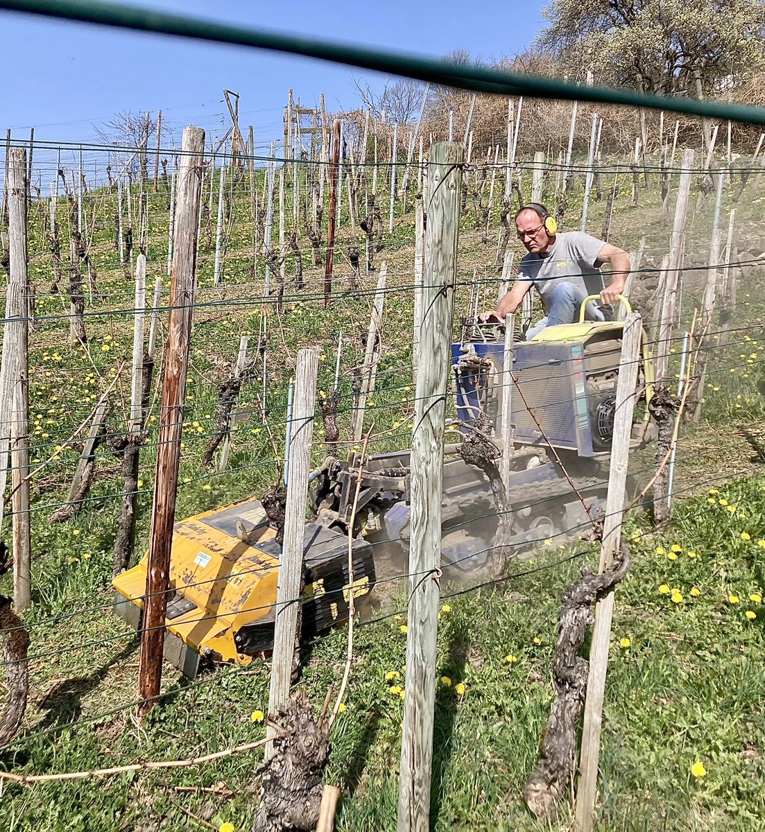 GoepfB's tweet image. Mulchen im trockenen Wingert