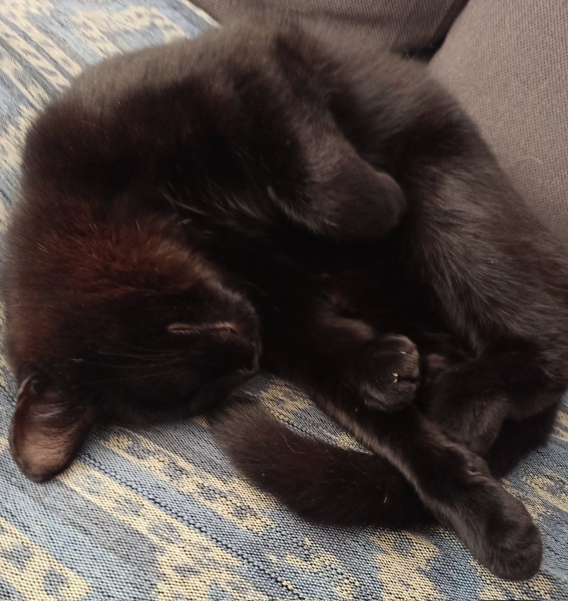 critterconfused's tweet photo. Behold; a him https://t.co/I4PGwLvRE3
