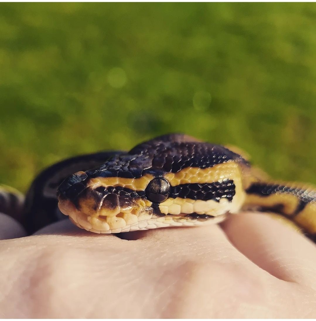 SerpentEmpress_'s tweet image. My cute little Harley 💜 How can you not love that little face of his? 😍🥰 #royalpython #ballpython #pythonsnake #snake