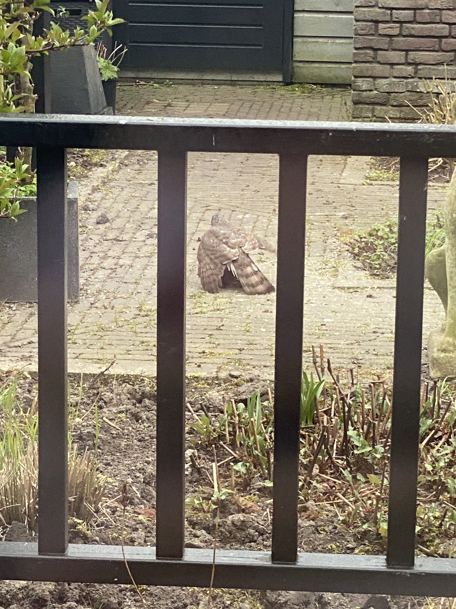 Menjabin's tweet photo. Vanochtend getuige van een Sperwer die een mus als ontbijt ving in mijn tuin @VroegeVogels #zelfgeschoten #sperwer https://t.co/2JBDIjWH8k