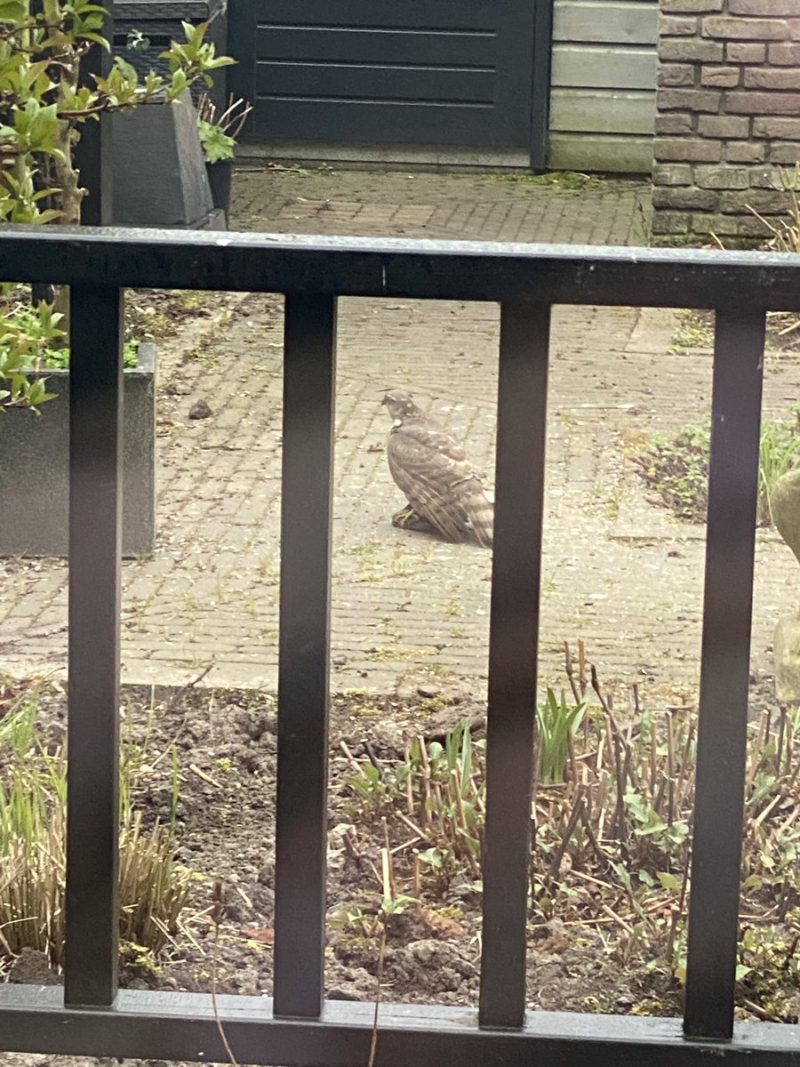 Menjabin's tweet photo. Vanochtend getuige van een Sperwer die een mus als ontbijt ving in mijn tuin @VroegeVogels #zelfgeschoten #sperwer https://t.co/2JBDIjWH8k