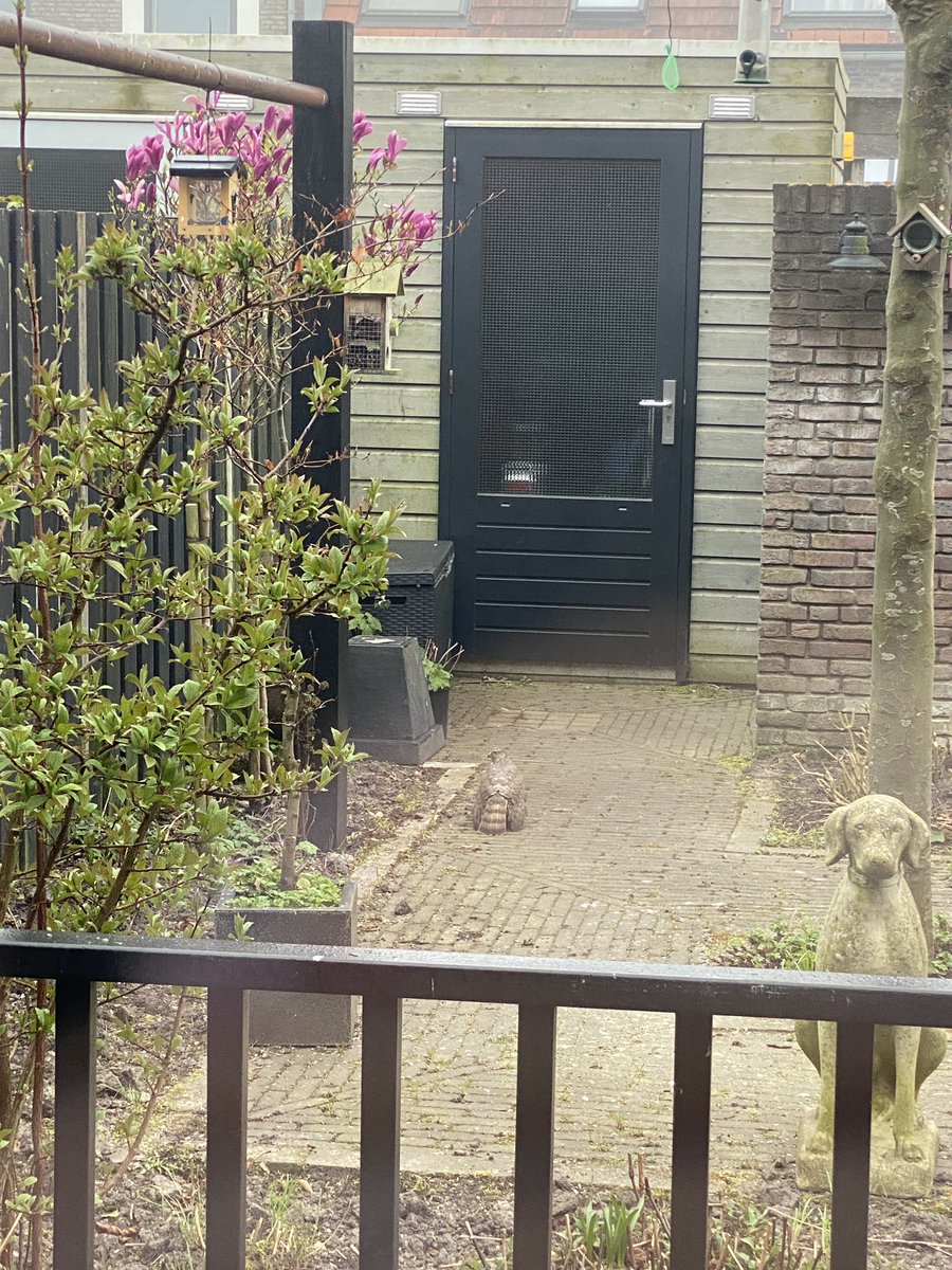 Menjabin's tweet photo. Vanochtend getuige van een Sperwer die een mus als ontbijt ving in mijn tuin @VroegeVogels #zelfgeschoten #sperwer https://t.co/2JBDIjWH8k
