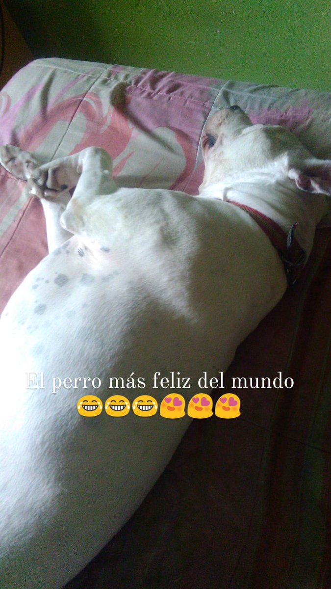 Sl1986Laura's tweet photo. El perro más feliz del mundo 😂😂😂😍😍😍❤️❤️❤️❣️❣️❣️💘💘💘💖💖💖 https://t.co/WGEtHZn0i1