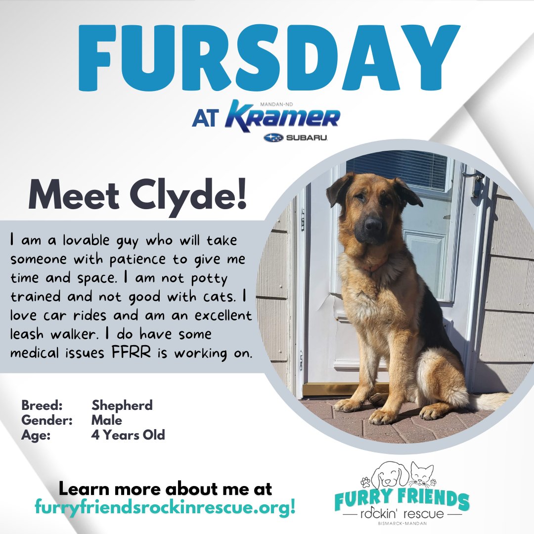 KramerAutomoti2's tweet image. 💙 Join us at our sister location, Kramer Subaru this Fursday, 3/31, to meet Clyde from @furryfriendsrockinrescue!

Come out and see us. 
☎️ (701) 401-8871
Or schedule online: 
🖥️ bit.ly/3gVEMRH
 #Kramer #KramerChevy #Subaru #Fursday