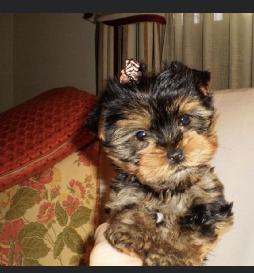 Julia_lr's tweet photo. @_Nick_Nation_ @nickcarter My pretty Lunna when she was just some months old! 🥰 https://t.co/jcQXkUt4Yg
