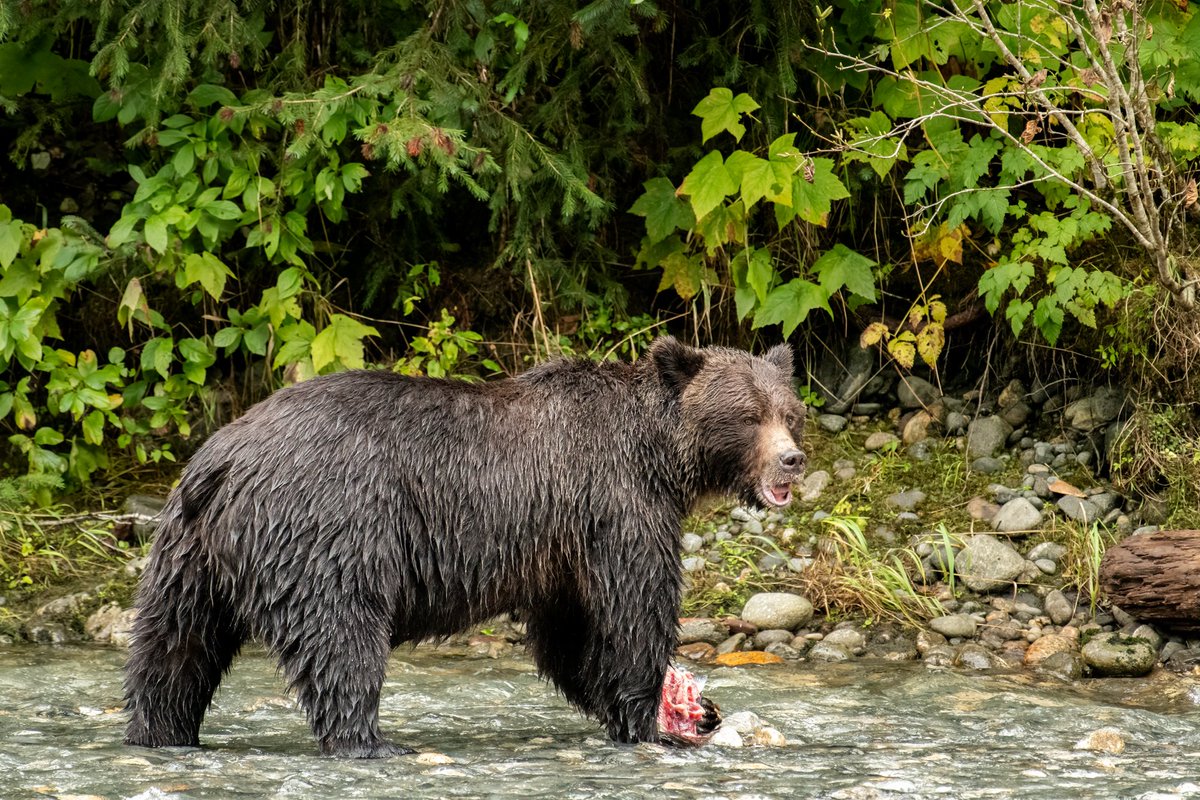 Exciting news!  Second workshop date added for 🐻Wildlife🐳 in the Great Bear Rainforest workshop, Sept 8-12.  Details at

davehutchison.ca/grizzlies-grea…