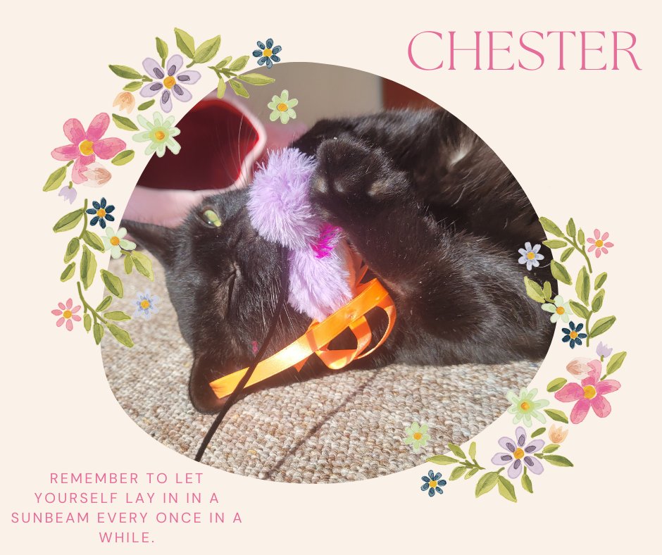 GVWritingCenter's tweet photo. Hello Friends! We are happy to bring you another funky friendly motivation! This week we have Chester and Smudge, consultant El L's dear friends, to remind you to let yourself lay in the sunbeam every once in a while. We all need some rest at times. https://t.co/Sz8llItjdv