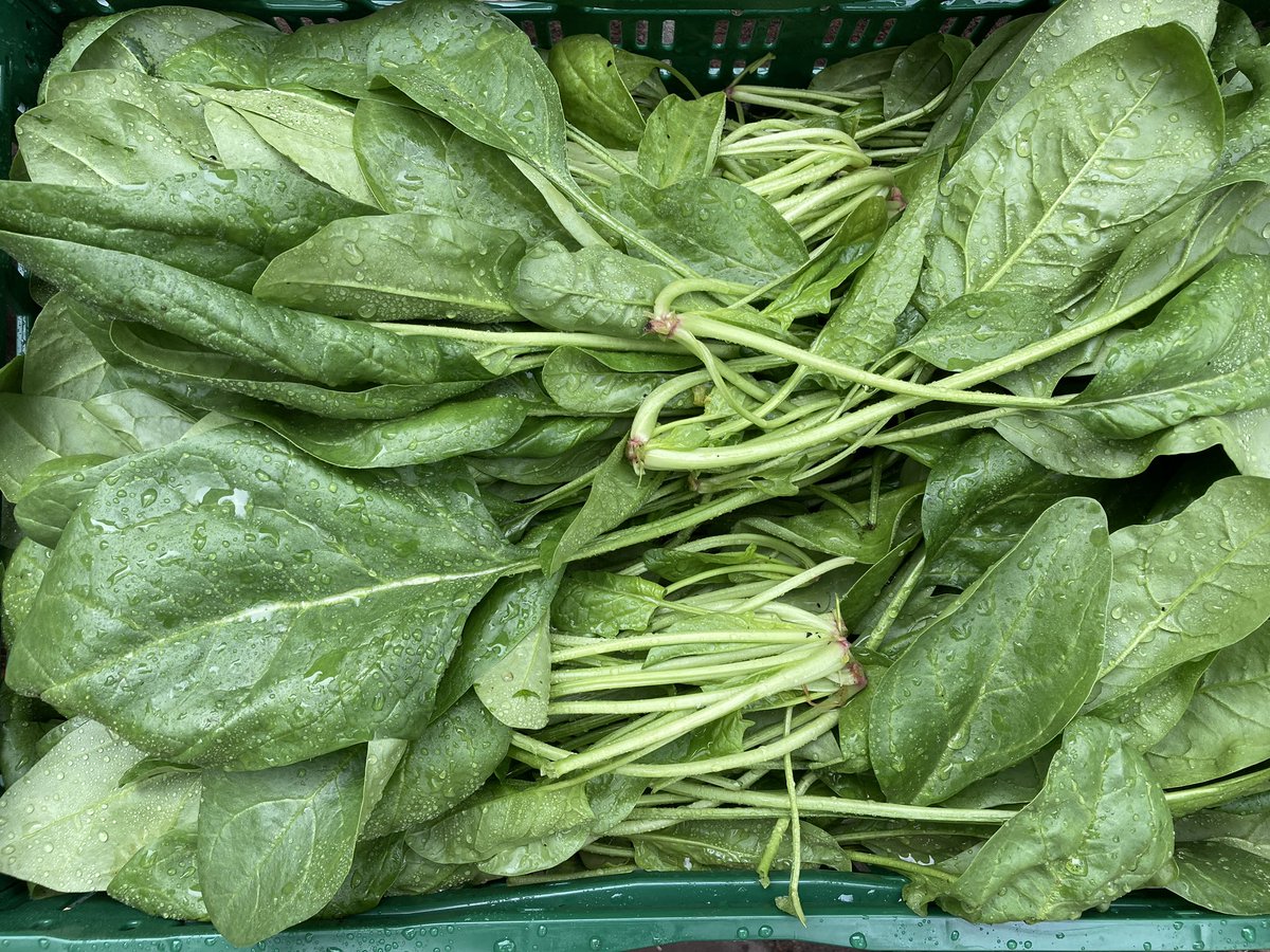 De Ekoplaza BIlthoven was er blij mee: verse bosuitjes, spinazie, raapstelen en een kistje rucola van Tuinderij Eyckenstein. Vanmorgen geoogst en zelfde dag in de winkel. En hartstikke biologisch!#biologisch #raapstelen #groenten