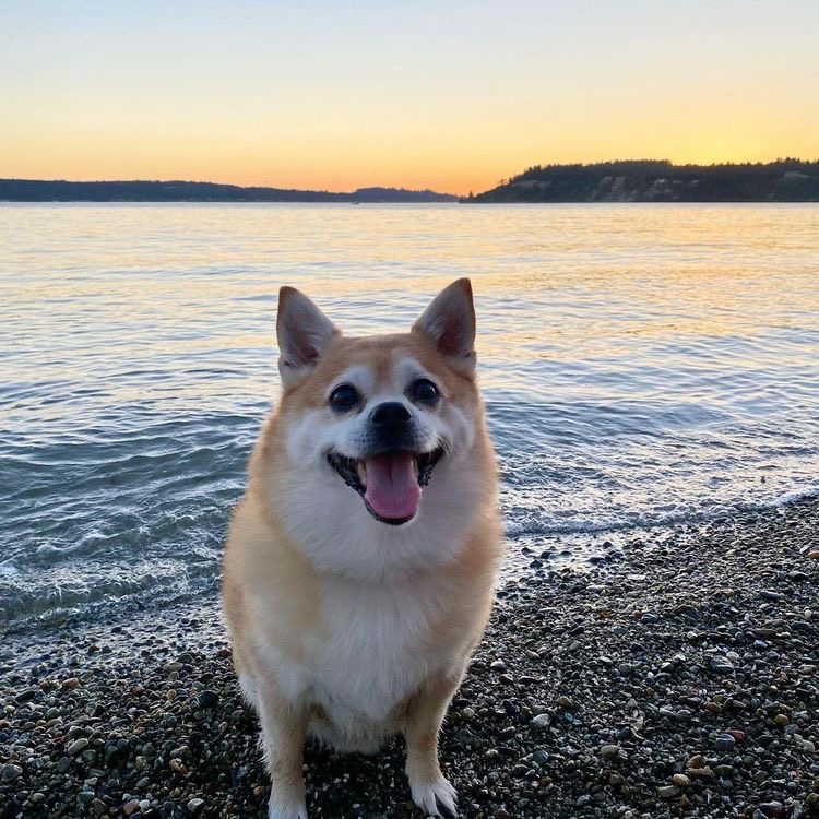 sunshinemills's tweet photo. Tread lightly, happiness is contagious 😉 

📸 @beaujobaby

#pupcornplus #pupcorn https://t.co/6qbklL5Fqw