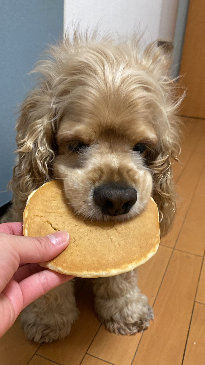 mamio561123's tweet photo. コタくん13歳おめでとう🥰
相変わらず食いしん坊で嬉しい🤭❤️ https://t.co/2YN0zn2uar