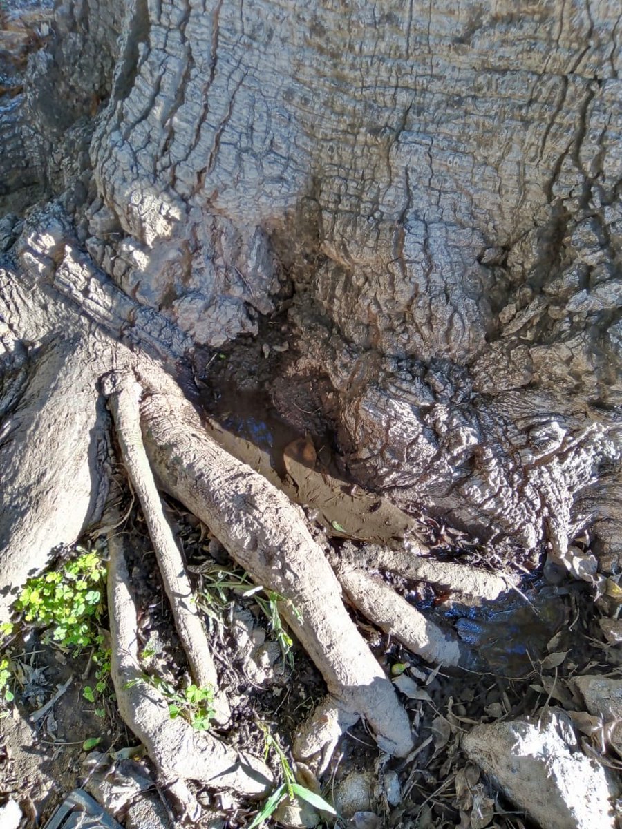 VickyZur's tweet photo. @AguasCordobesas hola, necesito comunicarme ya que estoy con problemas de agua en mi casa... el 0800 no atienden. hay un arbol que impide el paso del agua por la vereda... https://t.co/K9jKKOSWAL