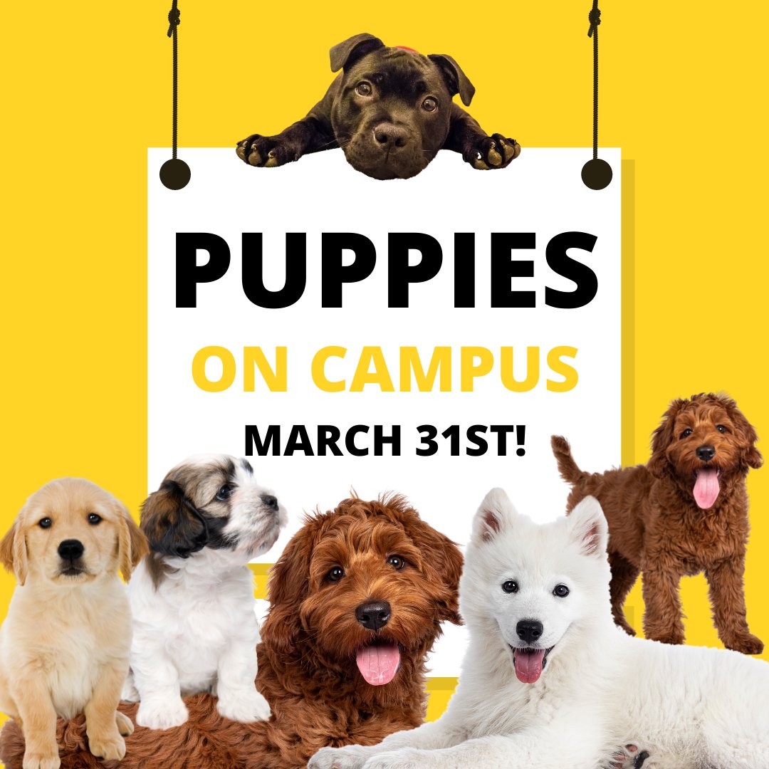 SinclairEngage's tweet photo. DON'T MISS YOUR CHANCE! PUPPIES ON CAMPUS! THIS THURSDAY! #JoinUs and cuddle with puppies! Dayton campus, Building 8, stage area from 11:30AM-1:00PM. #SinclairCC #puppies #CollegeLife #StudentLife #Fun See link for details. https://t.co/IG6ynwlZfM https://t.co/7HUfxFbQVa