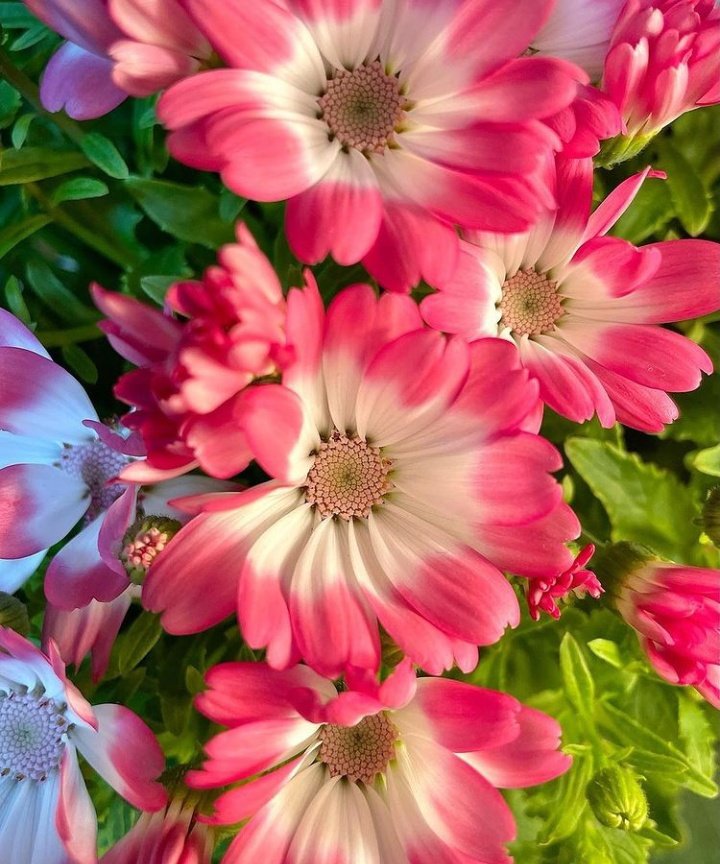 cheeky_cherry1's tweet photo. Sending light and brightness for your day ahead tweet heart's
🥰🌸☀️🌸🥰 https://t.co/oEDrDRfJEe