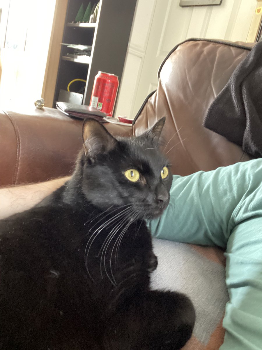 Tsebaracor's tweet photo. @CatsProtection Just got this “little” guy from Cats Protection Bridgend and I’m pretty sure he’s master of the house already #catsprotectionbridgend #Leo #furbaby https://t.co/oznpwG22Sk