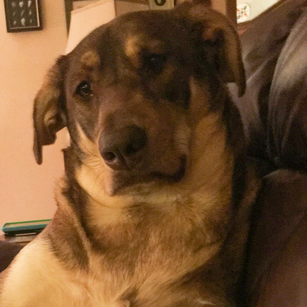 RxHBrands's tweet image. Happy Monday With Sasha 💗!
"I am on my second bottle for my dog and what a difference!"
David S.
Meriden, CT

#liquidvet #dogjointhealth #dogsofinstagram #petsofinstagram