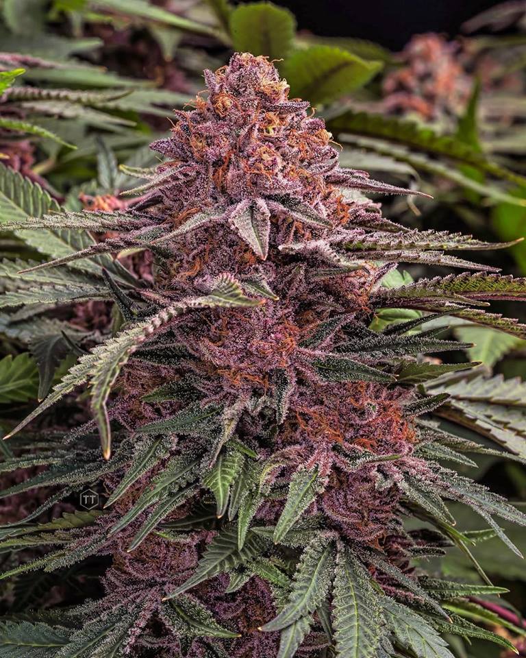cannabishub's tweet photo. 🌱 Black Dahlia

📸 teamterpene

#cannabis #stonerfam #legalizeIt #weedmob https://t.co/MkKGaHAus4