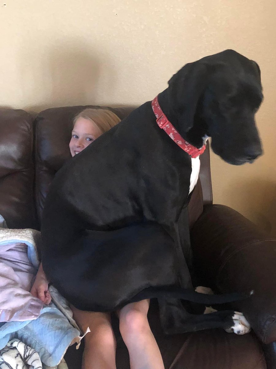 Good morning, frens. Dis is my tiny hooman’s doggy Koda. She is a good girl who thinks is she’s a lap puppy.