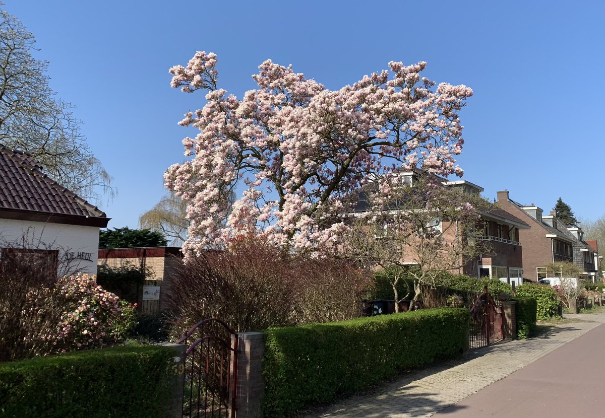 irismeerts's tweet photo. Fietsen naar de vergadering met alle collegaโs van de @vrutrecht is een feestje vandaag โ๏ธ
#fitforfree #jadeburgeesterisopdefiets #lente #bloesem https://t.co/6pin0I9y7Q