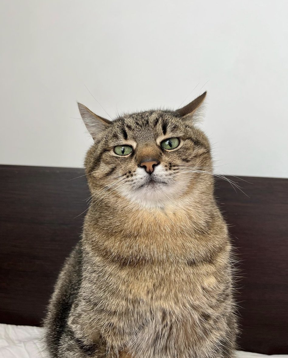 Chill Ukrainian cat Stepan has raised $10,000 on Instagram to support animals suffering from Russia's war in Ukraine.

According to Stepan's Instagram account, the money will go to several Ukrainian charities supporting animals.

Photo: Instagram/loveyoustepan