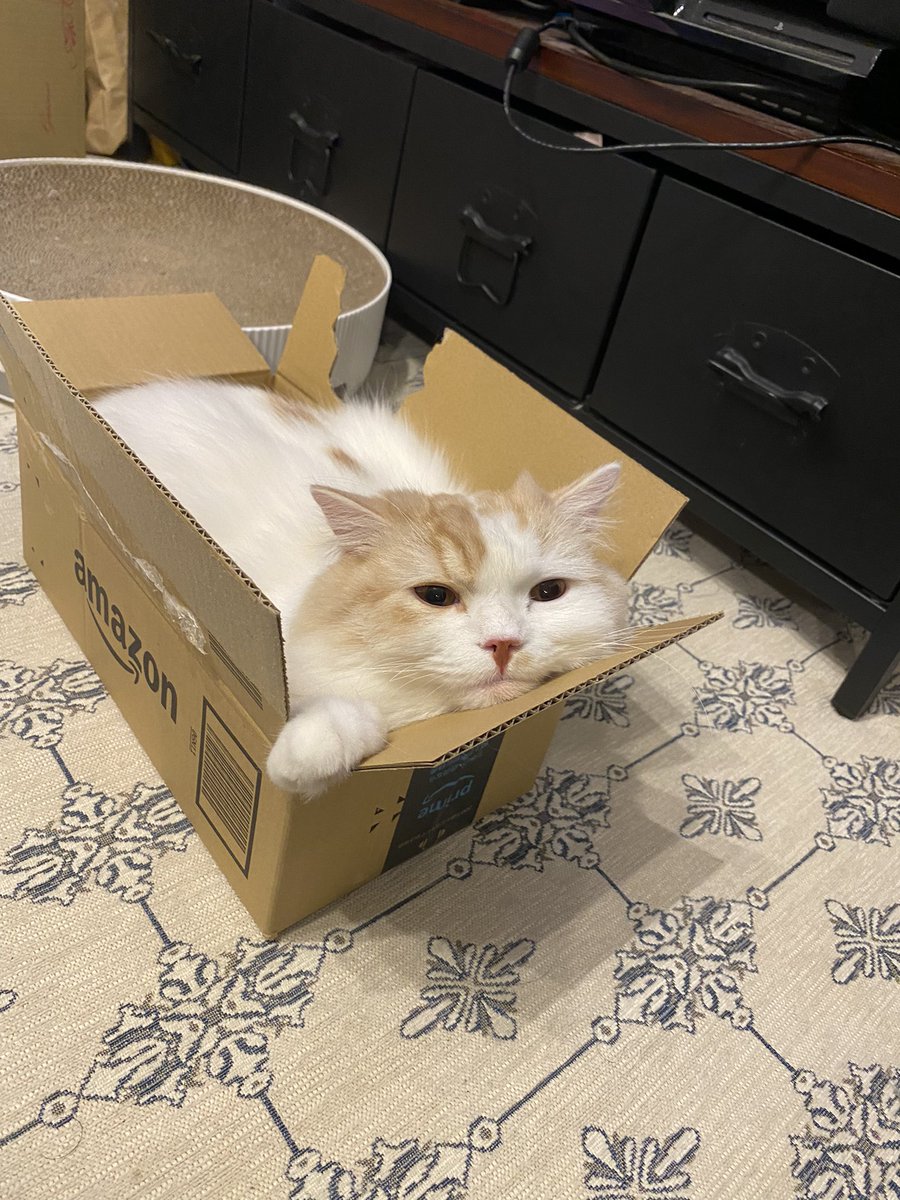 むにゅーー

#ウガたん #ウガウガニャーゴ #猫 #ねこのいる生活 #cat #CatsOfTwitter #スコティッシュフォールド　#猫好きさんと繋がりたい　#ネコチャンカワイイ