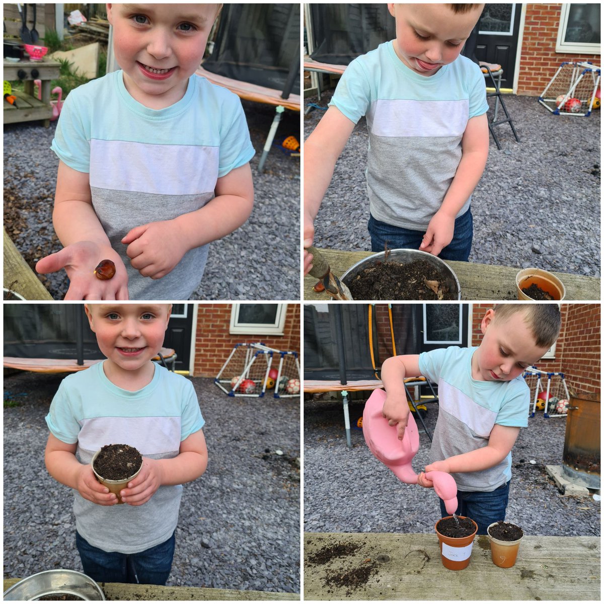 Alice54835850's tweet photo. Jack's bean has finally sprouted today. He's planted it and put it in the garden with his sunflower 🌻 @WMPrimaryF1 https://t.co/48swTSVp9V