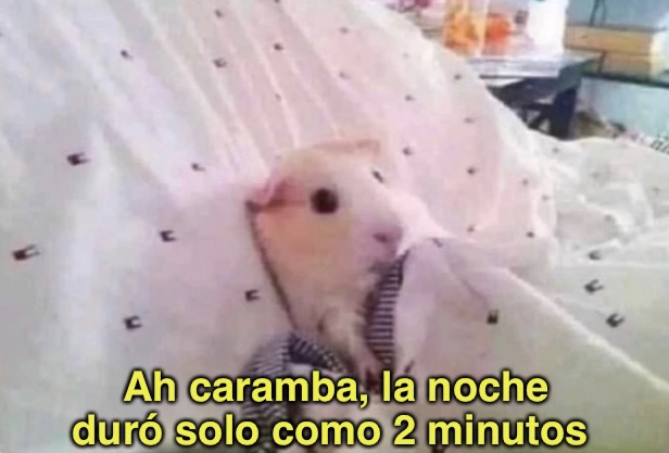 El Guarromántico (@guarromantico_) on Twitter photo 