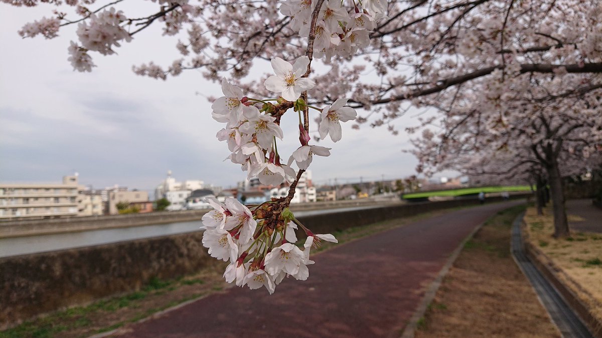 miyatuch's tweet photo. 桜🌸
鶴見川沿い https://t.co/mdPgDvlliJ