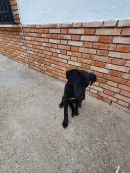 DogLost Norfolk Suffolk & Cambridgeshire tweet media