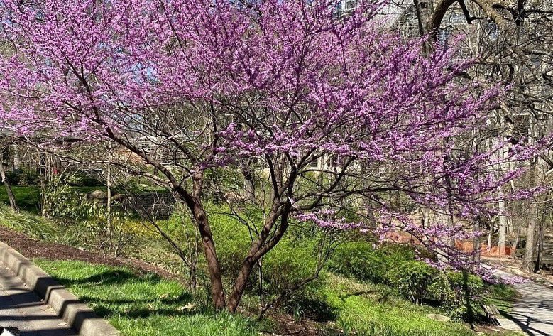 gvilleparksrec's tweet photo. From buds to blooms! 🌺 Spring has sprung, and beautiful colors abound all throughout the City, especially at #FallsParkontheReedy.

📸: rjordy, cindystraveladventures, sarah_h_beasley, freyarushing on IG https://t.co/vQ4uw9LCYi