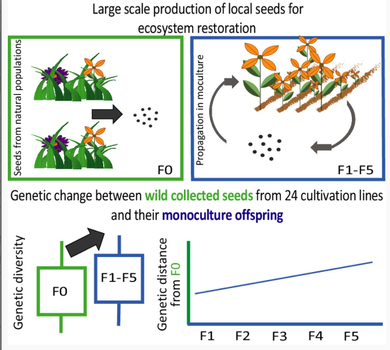Evolution during seed production for ecological #restoration? A molecular analysis of 19 species finds only minor genomic changes <a href="/ConradyMalte/">Malte Conrady</a> @AnnaBucharova. 

New #OpenAccess paper 👉 bit.ly/3JS4Vhd
