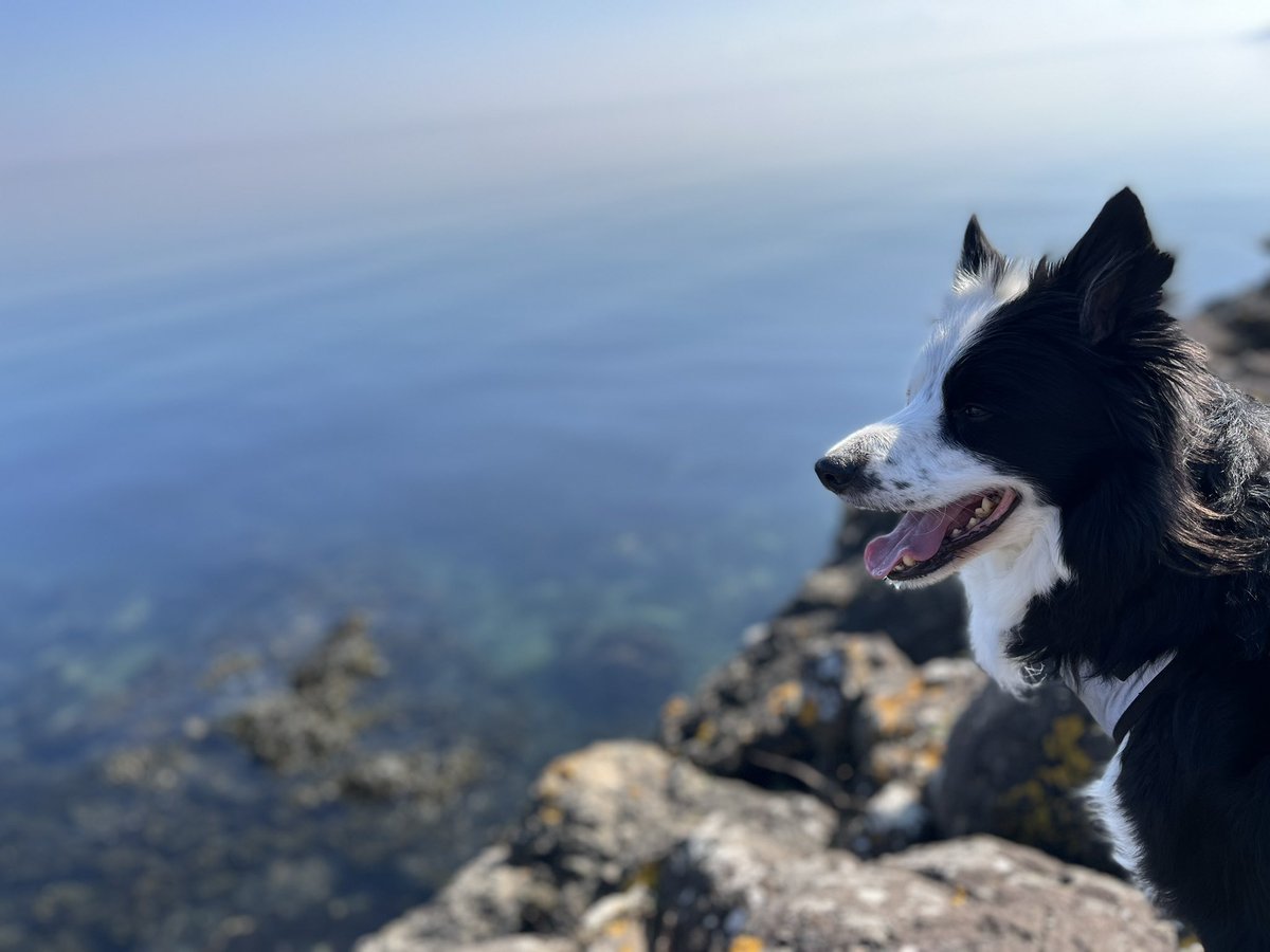 Burntistudio's tweet photo. The water is looking amazing from the Fife coastal path today 💙💙💙 https://t.co/TWdwLcTUP6