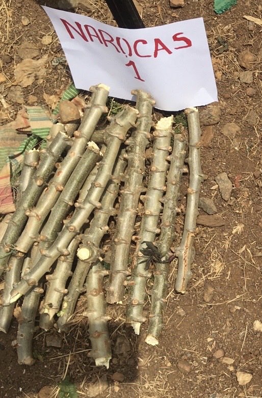 Bulindi ZARDI tweet media