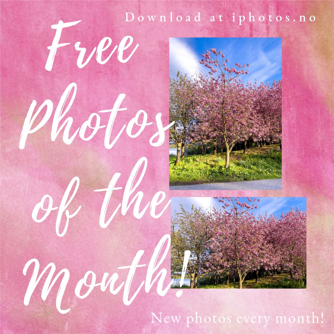 MathildeJoy's tweet image. Free photos of the month 🌸🌸 Cherry blossom at Mosvannet, Stavanger last spring 😍 Download here: iphotos.no/produkt/2937_2… #freeimage #cherryblossom #stavanger #norway