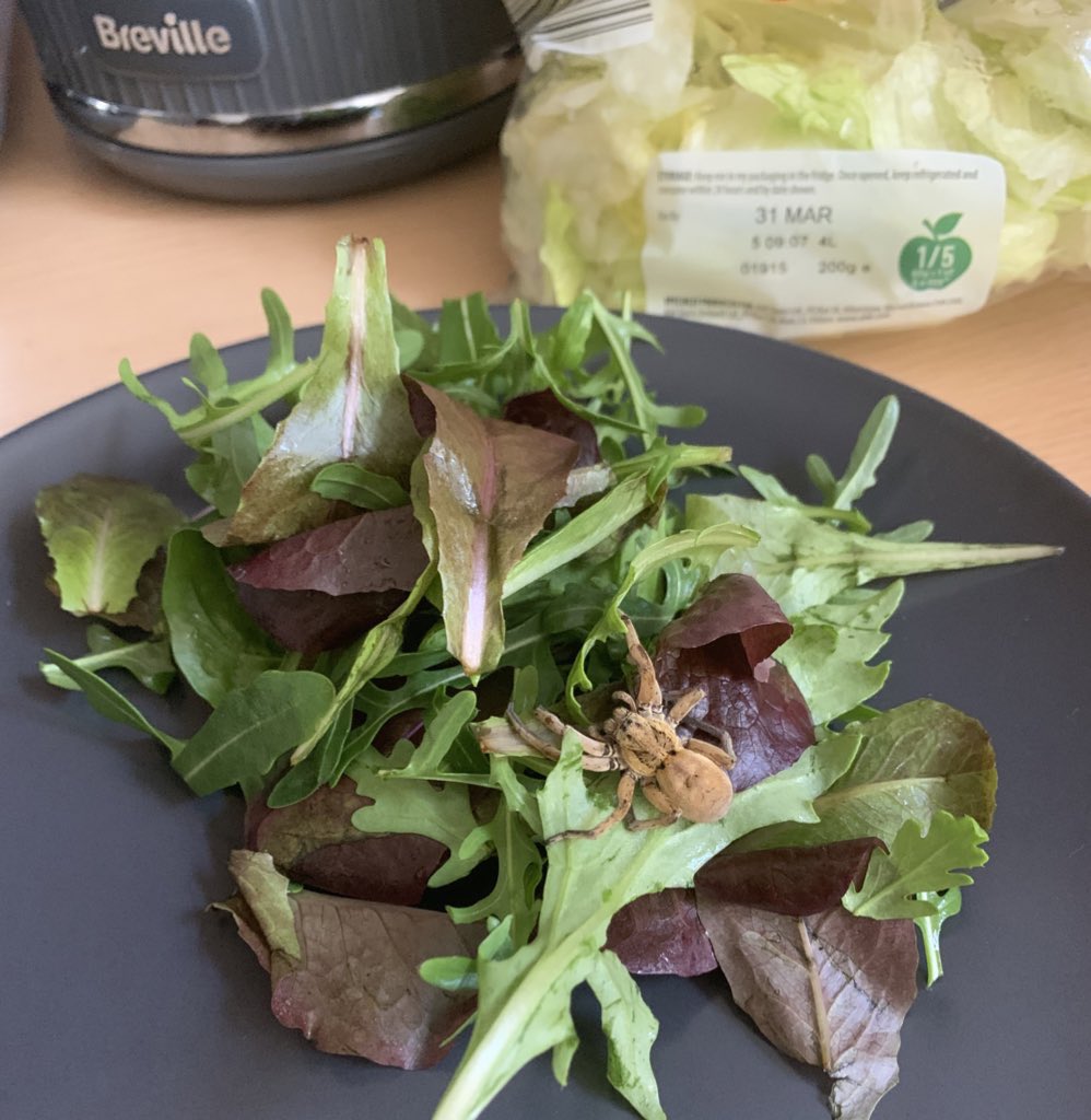 _MelissaSage's tweet photo. @AldiUK an unwanted extra in my salad bag today. What type of spider even is that… 🤮🤮 
#aldi #food #spider #aldifood #foodblogger 
@MailOnline @TheSun https://t.co/JvOGvJWHDt