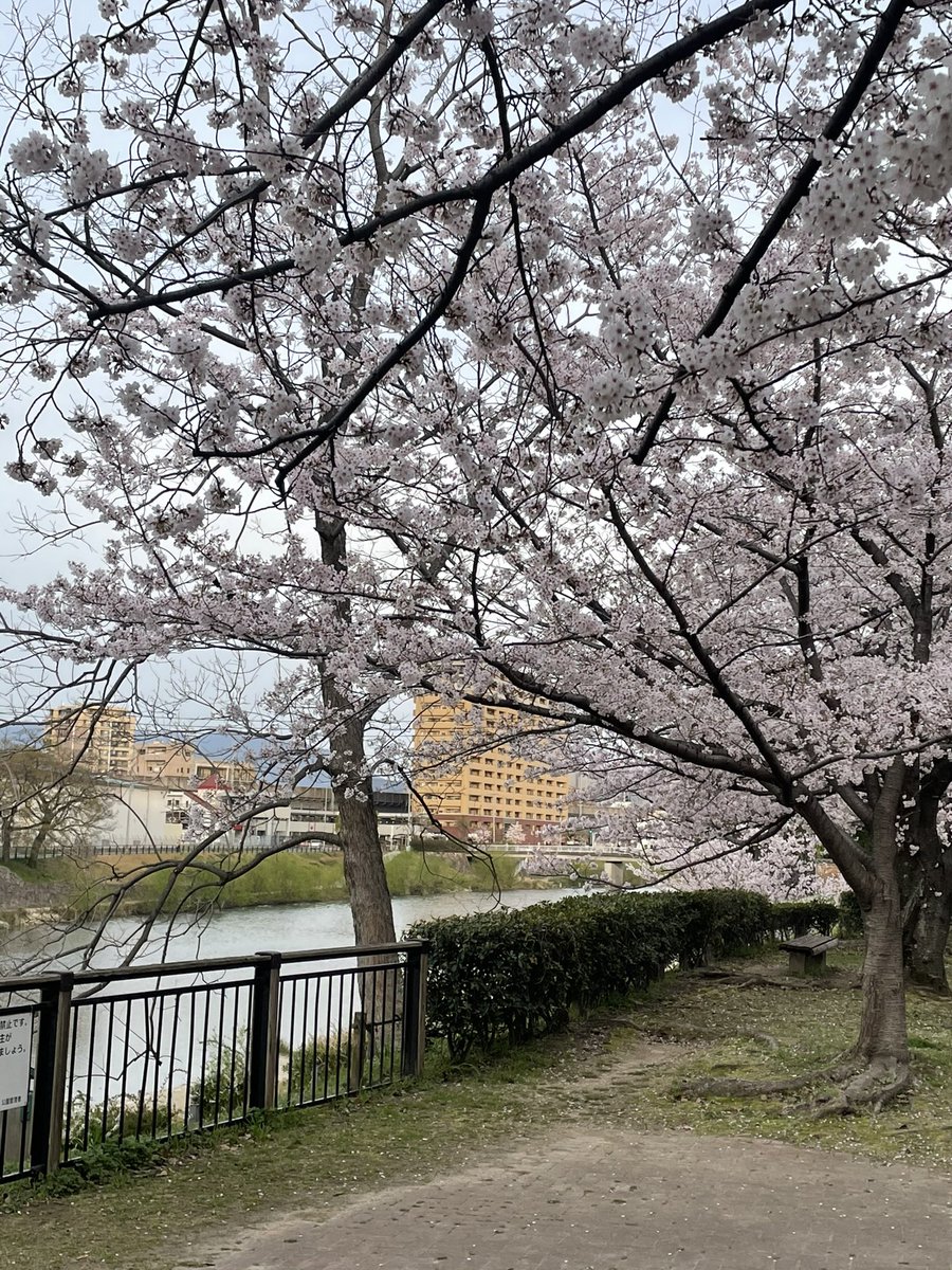 M45MKA's tweet photo. #さくら  #花見
雲ってたけどキレイでした🌸 https://t.co/P9pcZhP7Cf